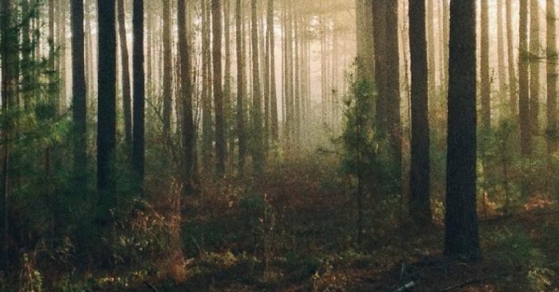 Arval lancia progetto sulla biodiversità: un albero per ogni veicolo elettrico noleggiato